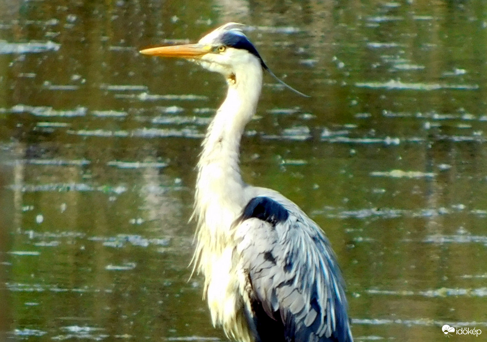 mint egy mérges madár :)