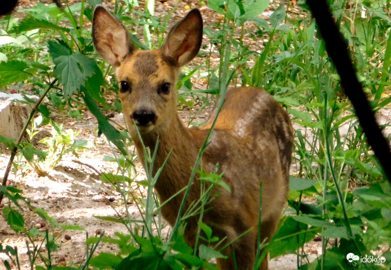 kíváncsi bambi :)