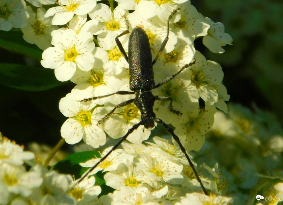 cincér a gyöngyvesszőn