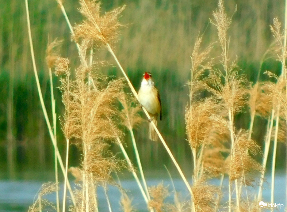 nádi hangoskodó :)