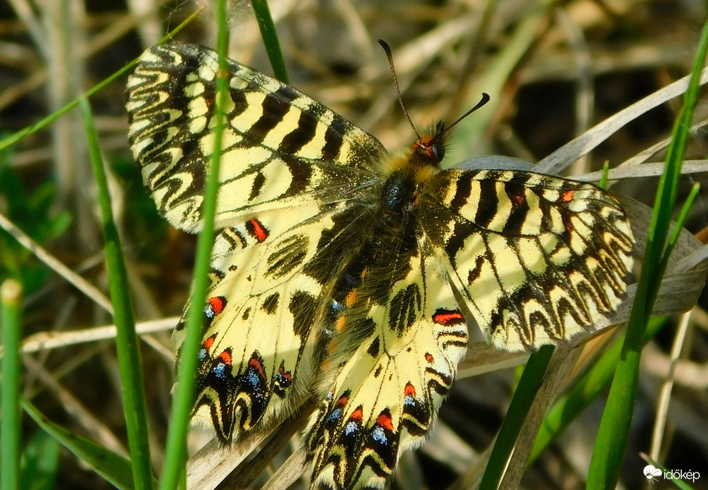 egyik legszebb lepkénk