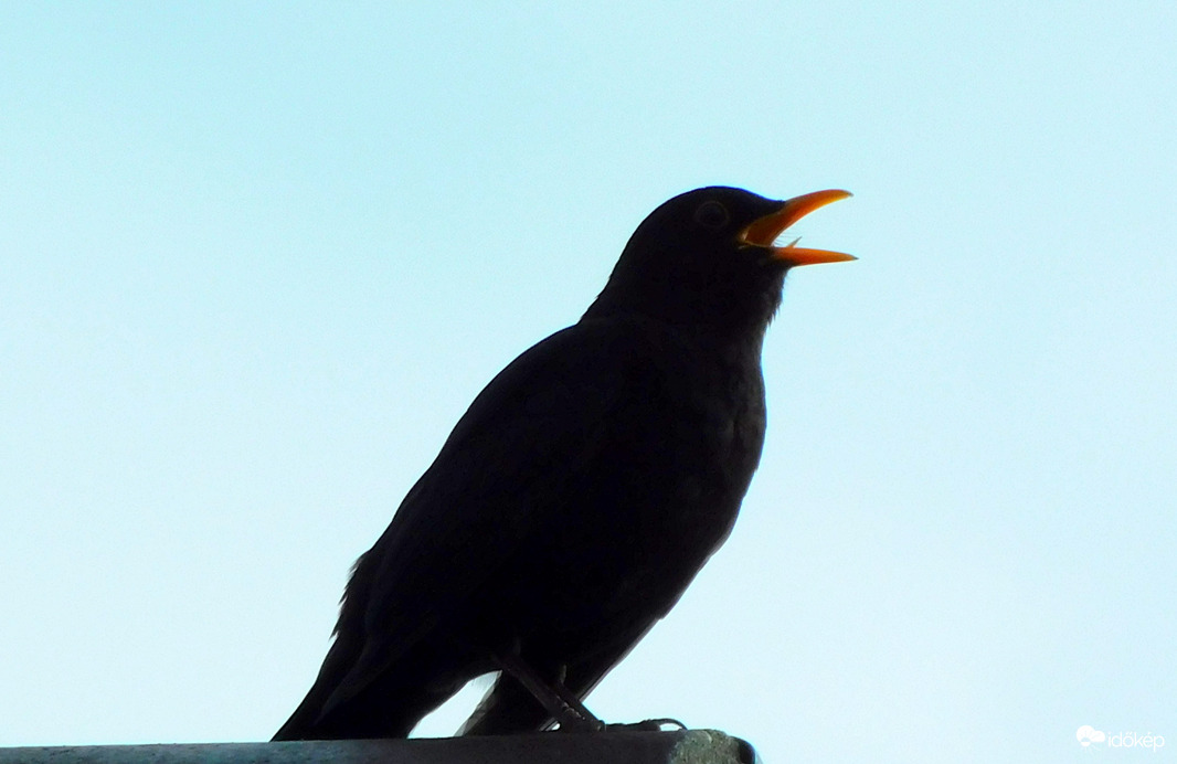 naplementés daloló