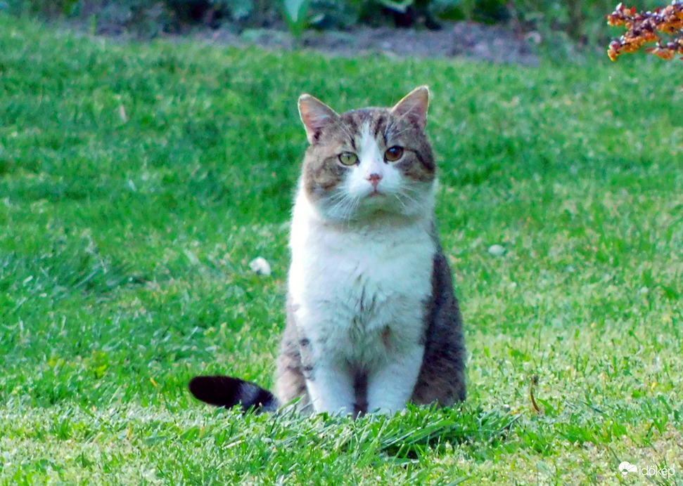 én vagyok a bejárósok főnöke