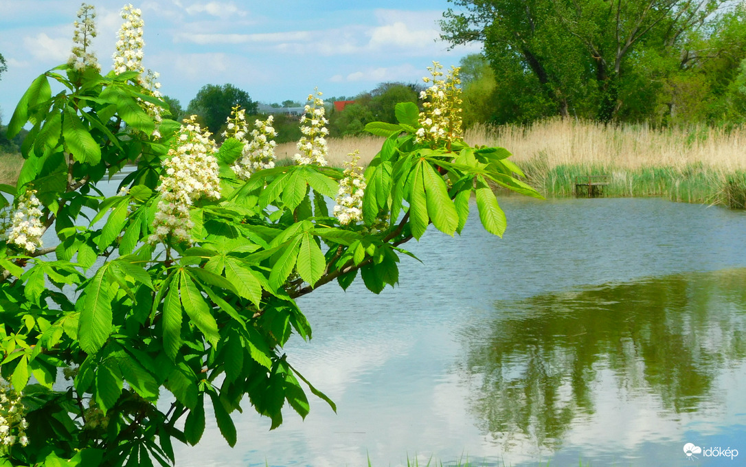 gesztenyevirágzás a Kis-Dunánál