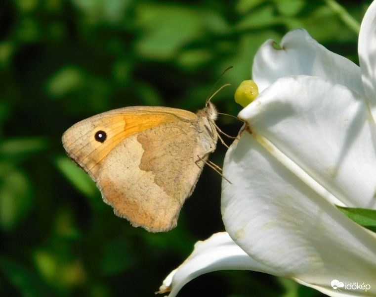 Közönséges szemeslepke