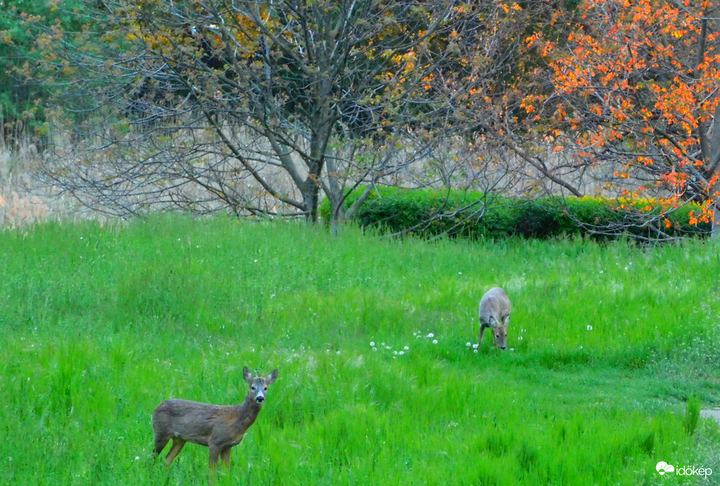 őzek naplementekor 