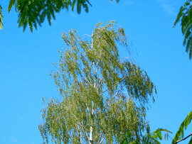 lica fotója