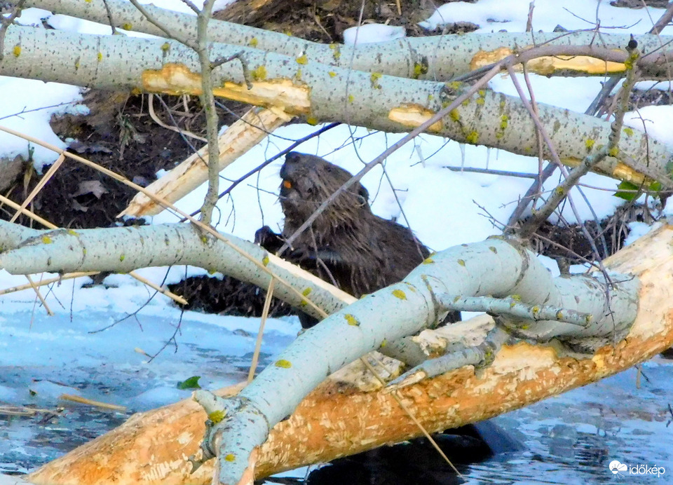 Világszerte minden évben február 2️⃣-án ünnepeljük a Vizes Élőhelyek Világnapját