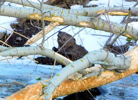 Világszerte minden évben február 2️⃣-án ünnepeljük a Vizes Élőhelyek Világnapját