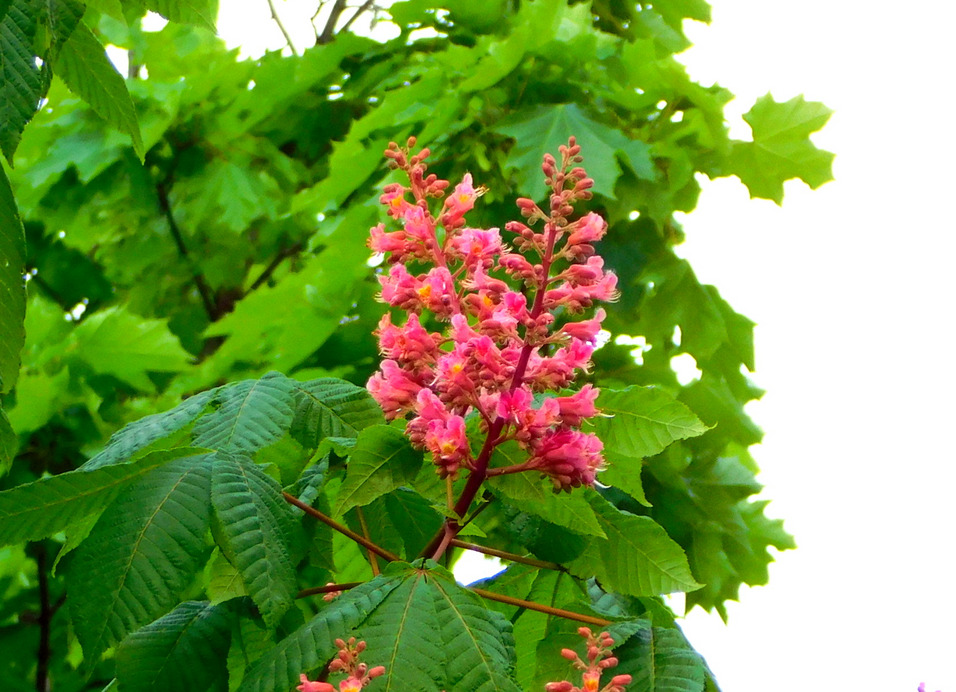 piros  virágú vadgesztenye