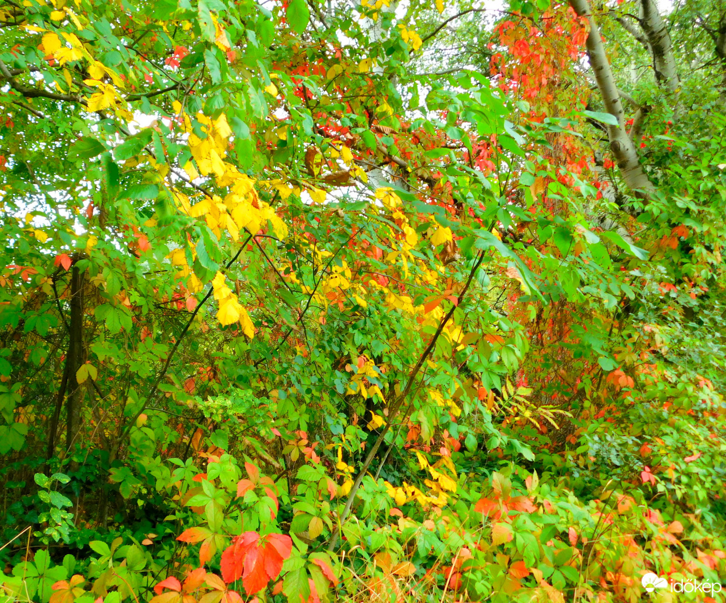 a legszebb őszi színek