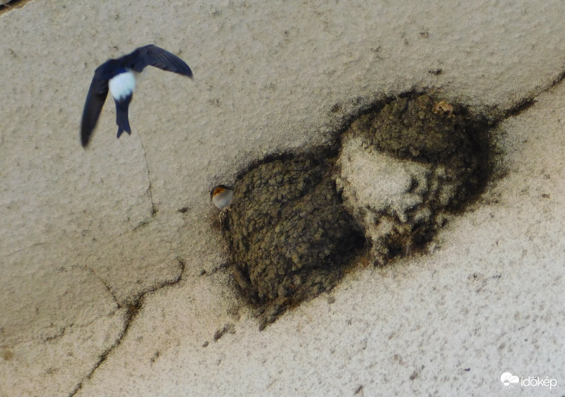 Kétmillió fecske tűnt el 2010 óta Magyarországról :((