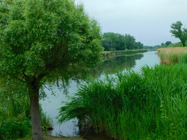 lica fotója