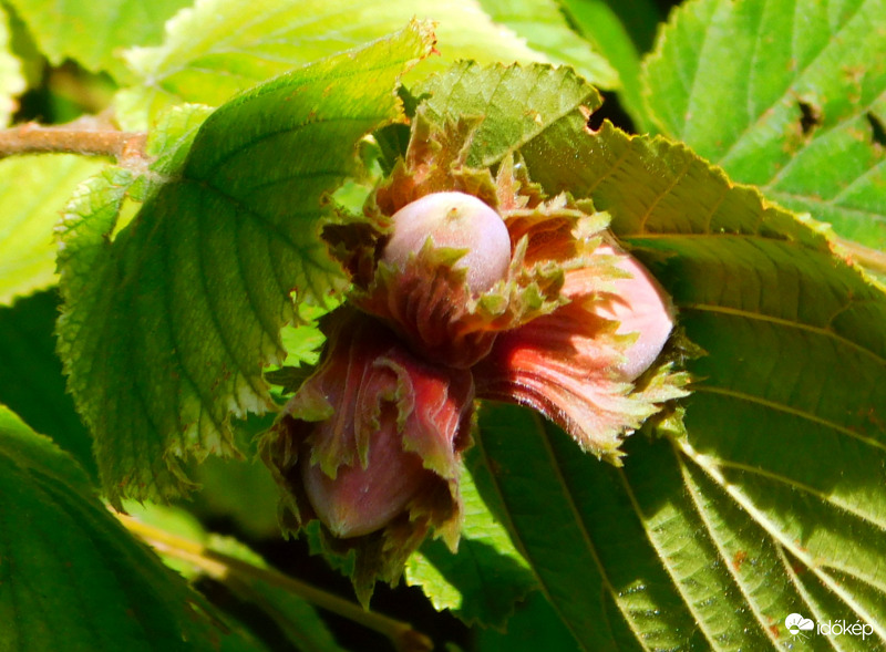 még a végén lesz mogyoró :)