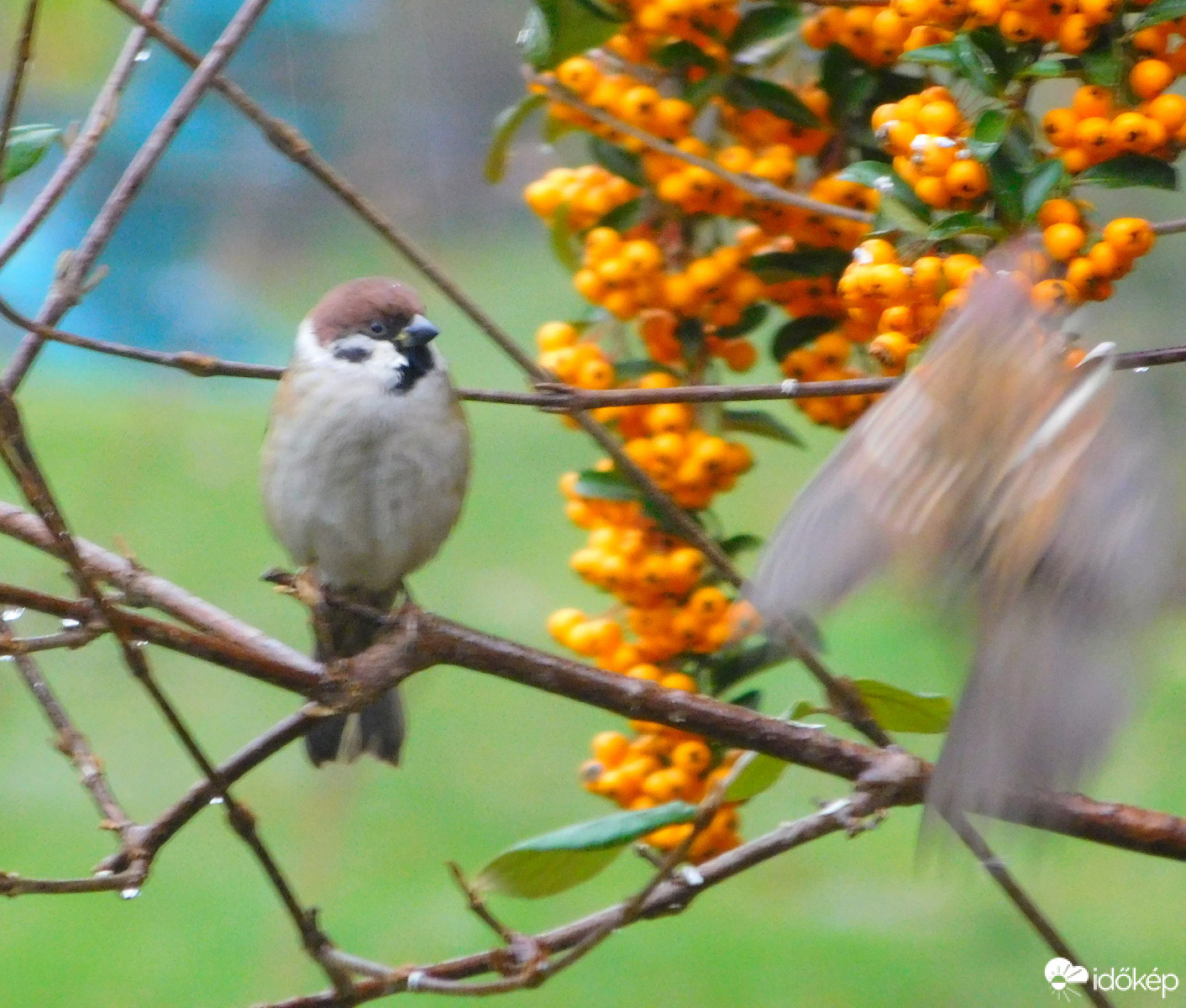 na, bezavarsz a képbe. épp modellt ülök.