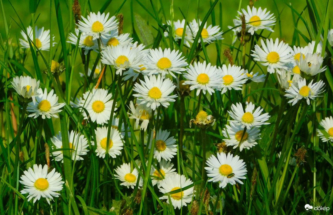 egy csokor százszorszép