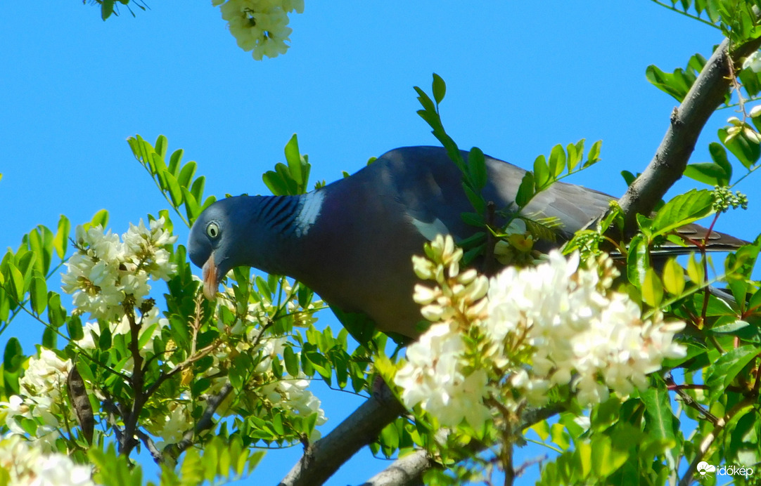 akácvirágot csipeget az örvöstubi :)
