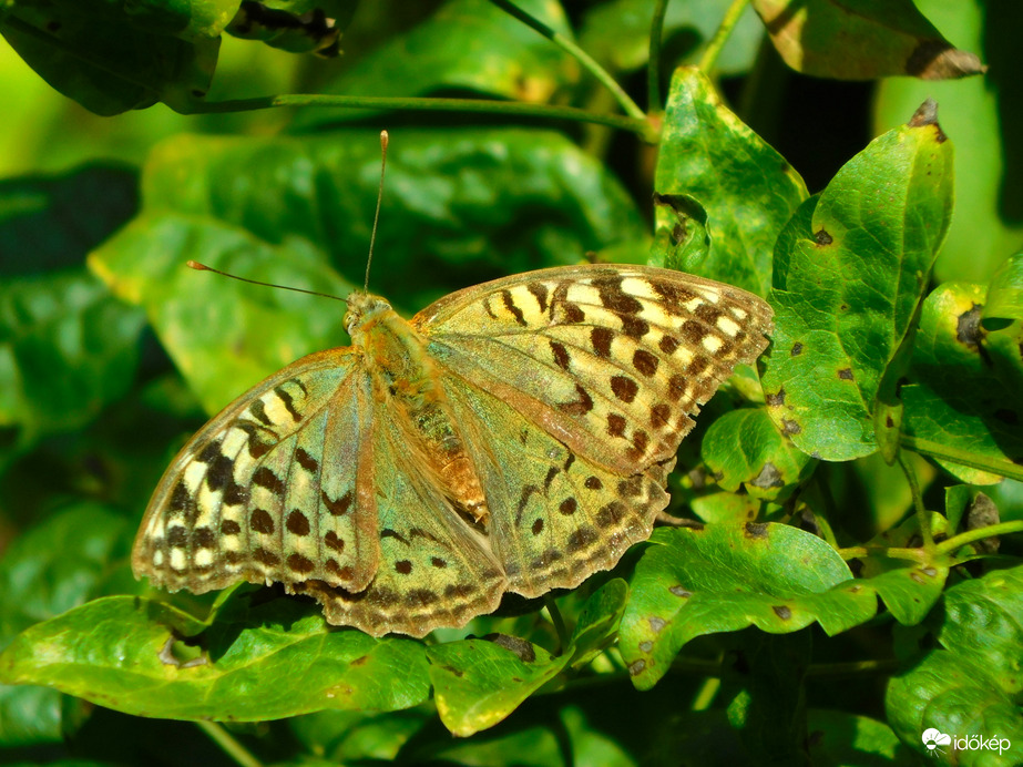 egy hatalmas példány