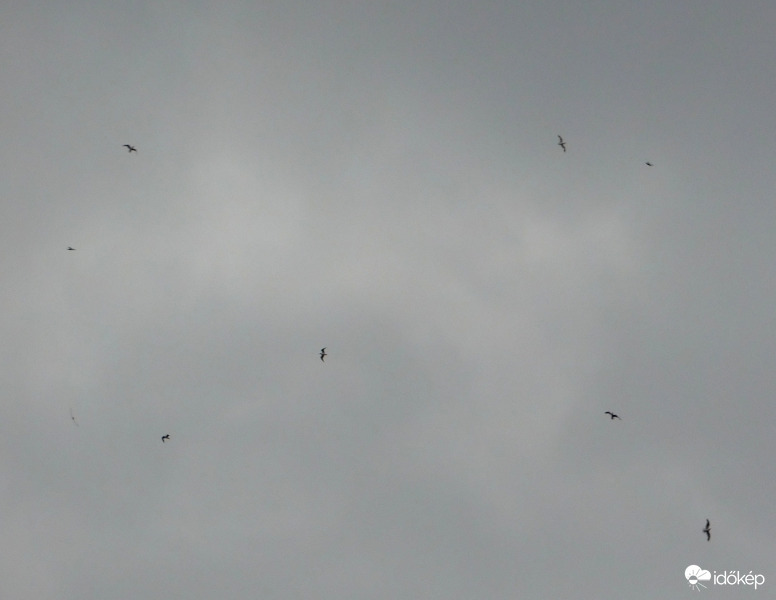 sok a sirály a  levegőben