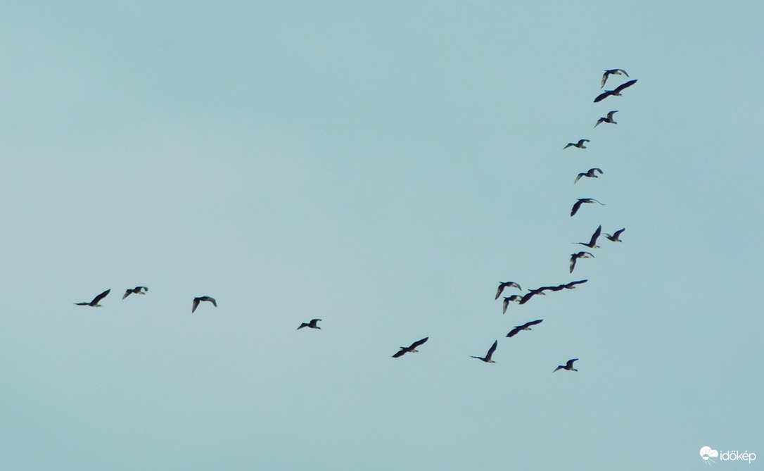 már későn vettem észre őket :(