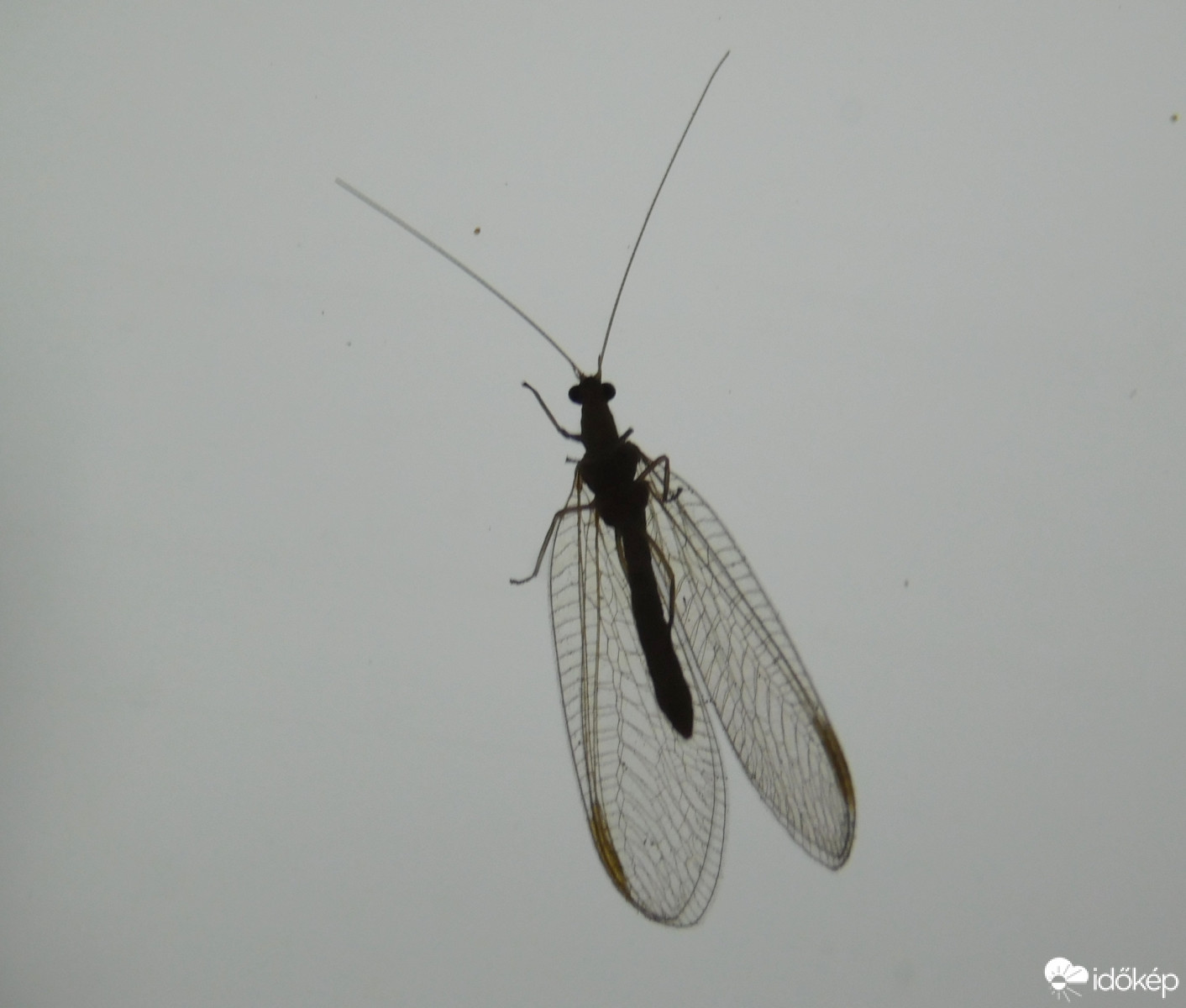 fátyolka az üvegen :)