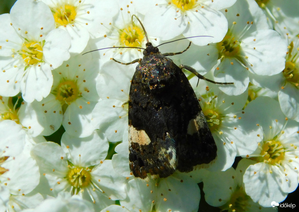csillámos apróság
