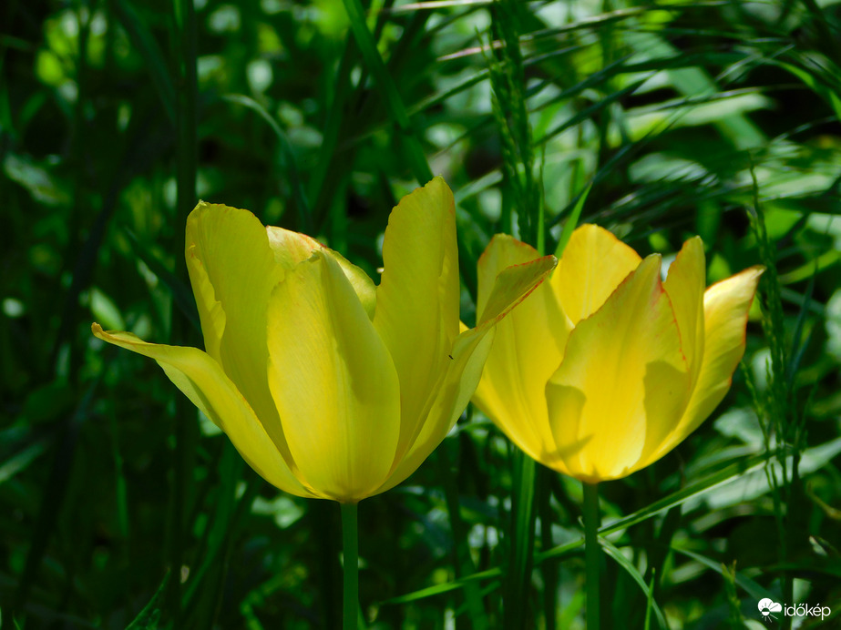 még egy kis tulipán