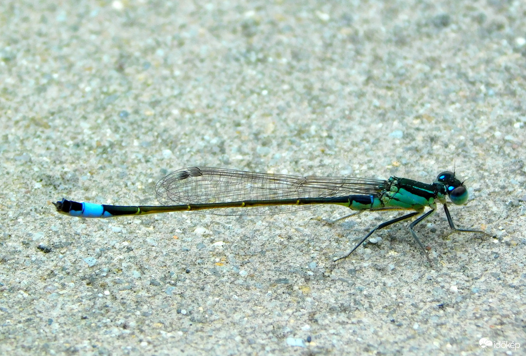 ilyenkor már nyüzsögni szoktak, most ezt az egyet láttam
