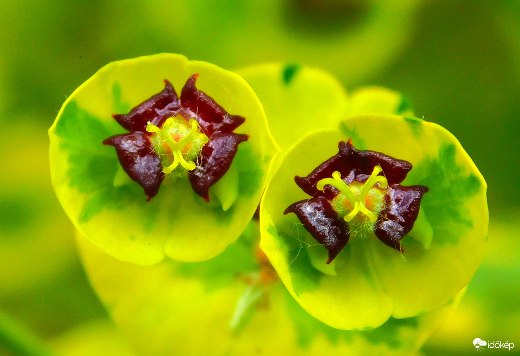 kutyatej apró virága