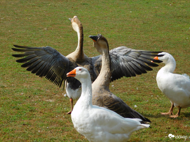 gőgös gúnár gedeonék :)