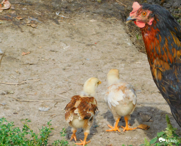 mit akarsz a csibéimtől ??!