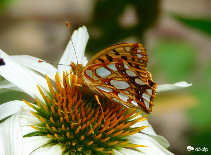 közönséges gyöngyházlepke