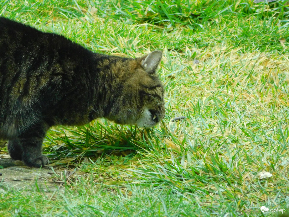 legalább legelni kijöttem