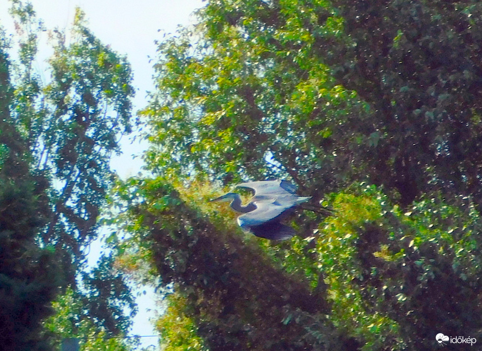 repülő sárkány  :))