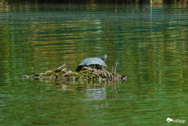 tutajozó teknőc