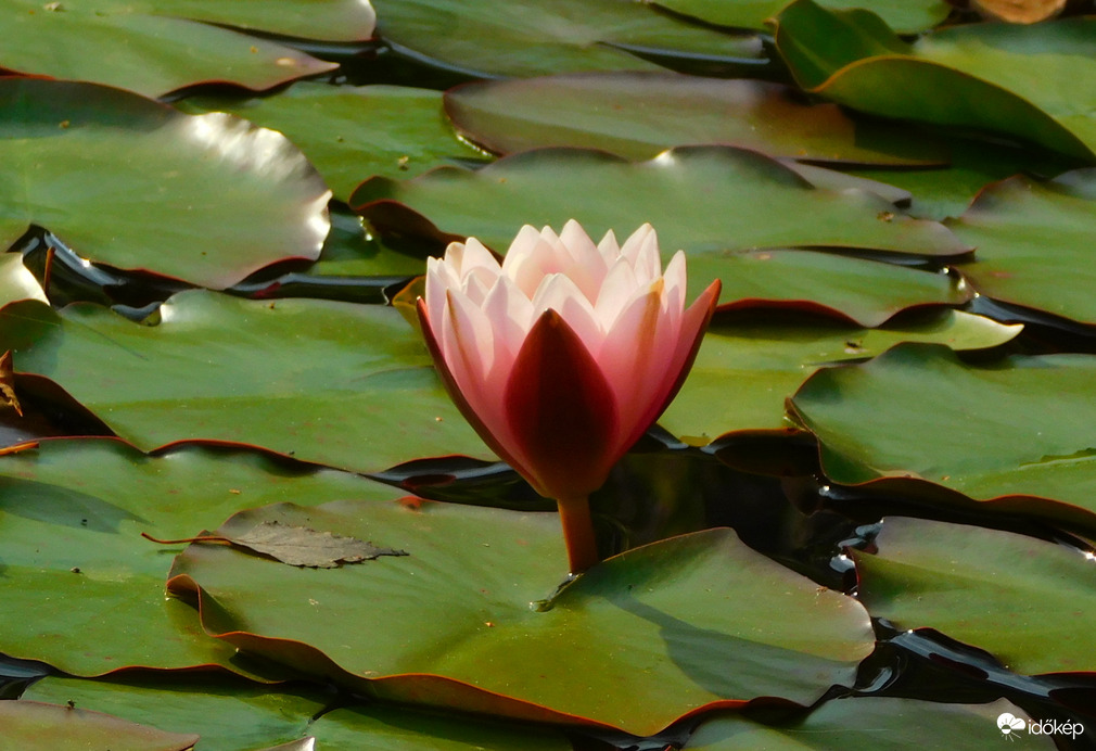 már csak ennyire nyílnak ki