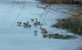 némi mozgás mutatkozik