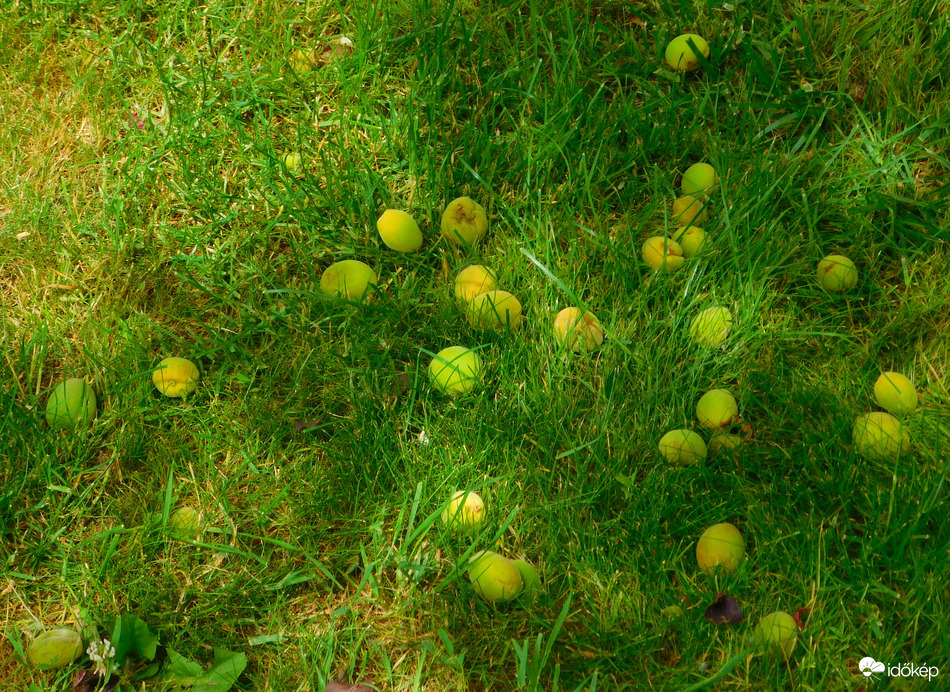 potyog ám a kajszi rendesen a szárazság miatt. szabadul a fa...