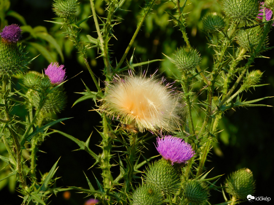 legalább a bogáncs terjedni fog :)