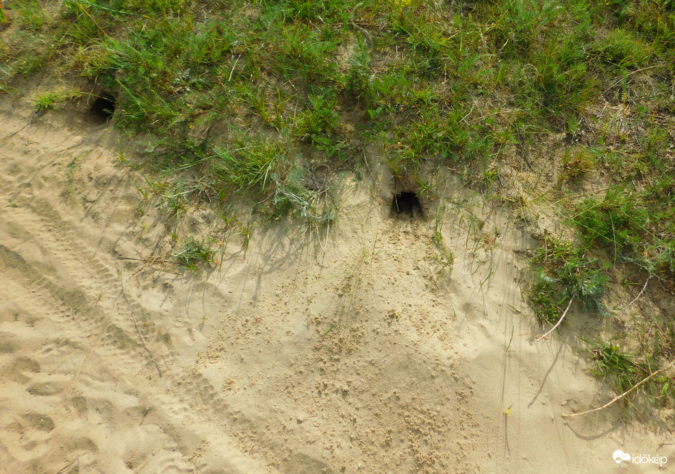 gyurgyalagok  fészekodúi az ösvény mentén a földön