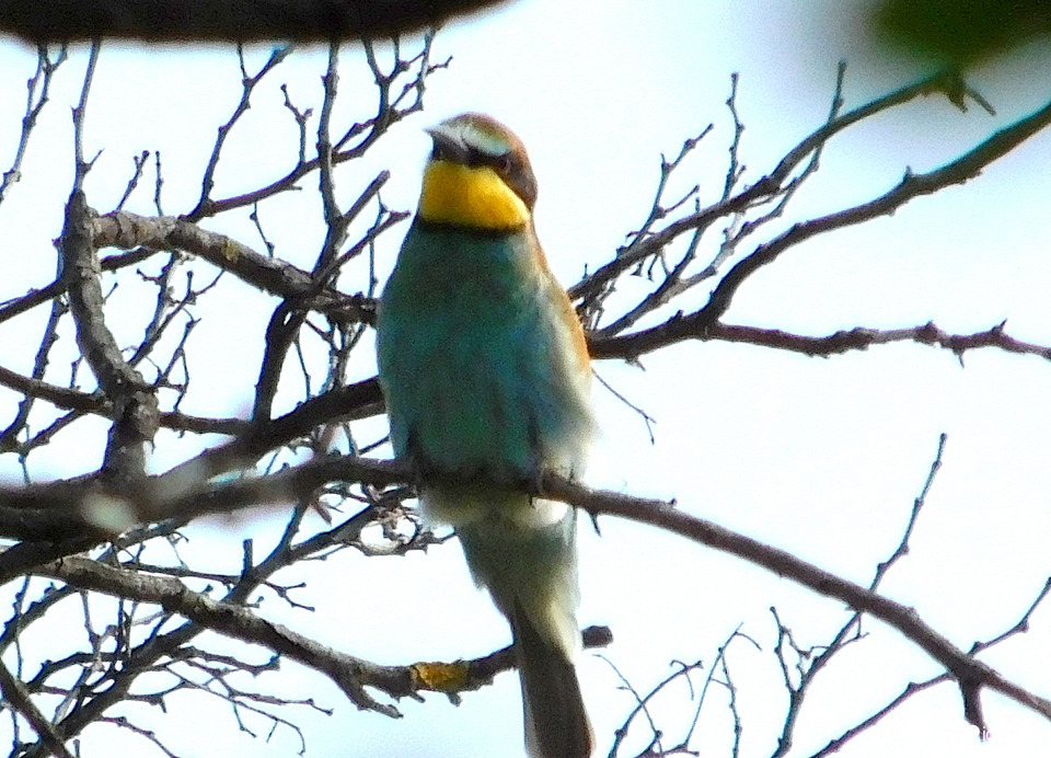 szembefényben ennyi sikerült