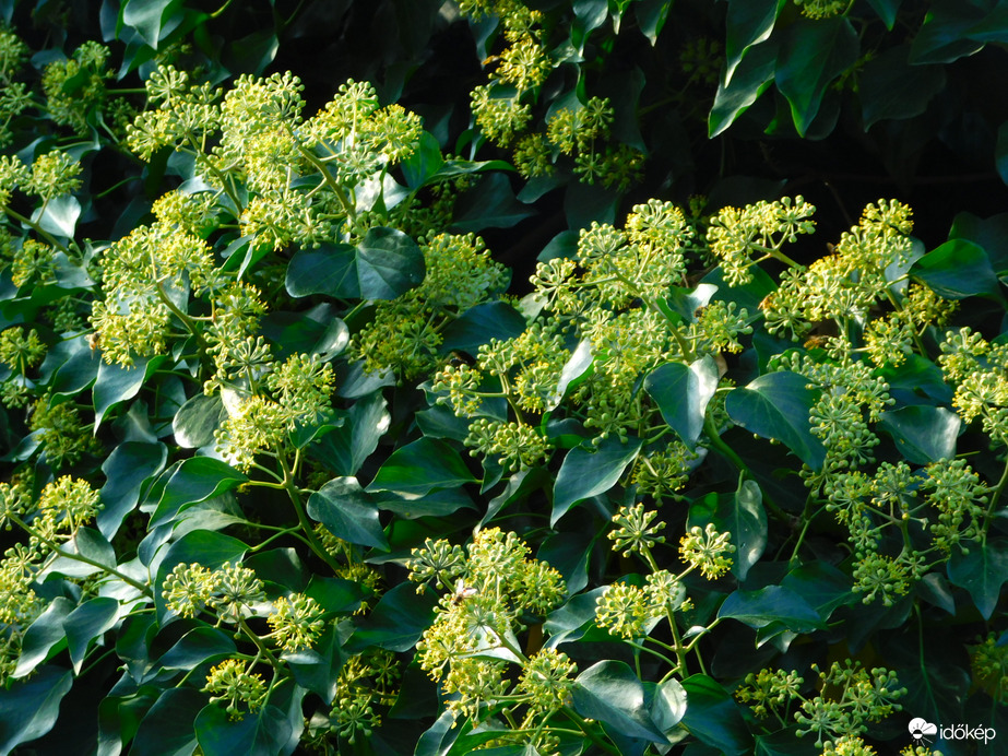 teljes virágban a borostyán