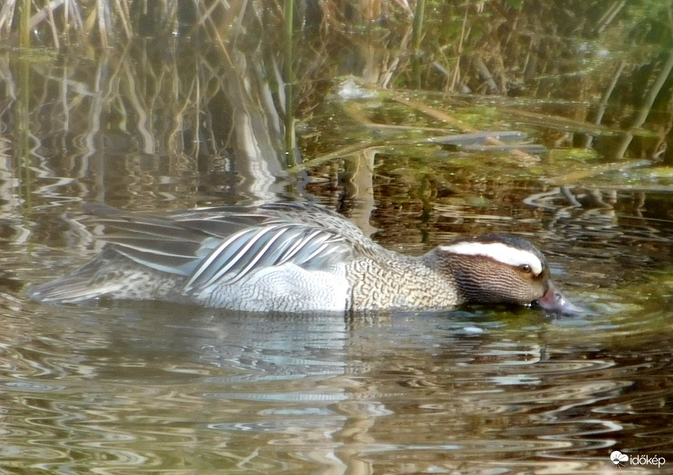 bozóton, nádason keresztül