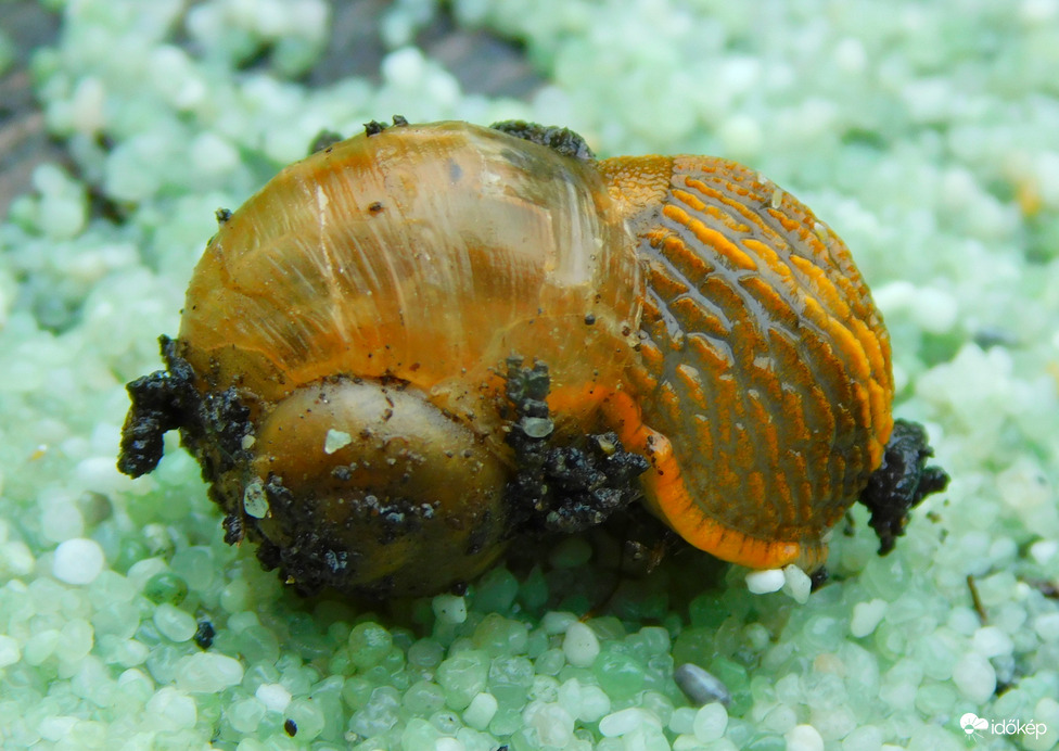 ilyet sem láttam még