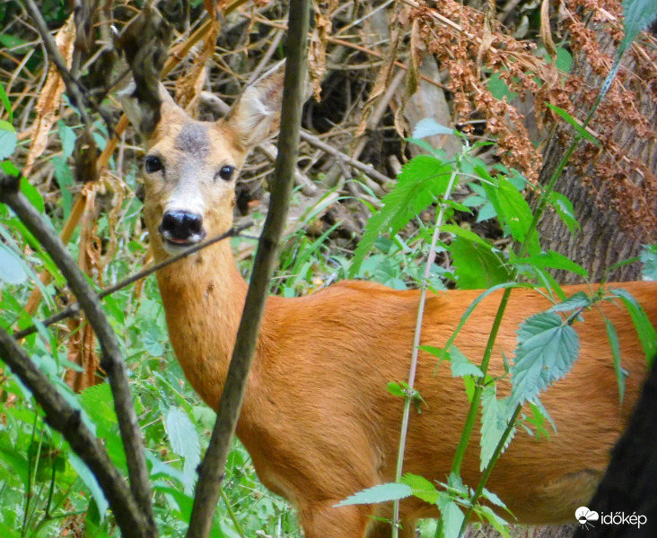 mert olyan szépen tudnak nézni :)