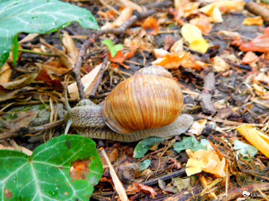 esett egy kis eső, felébredtek a csigák :)