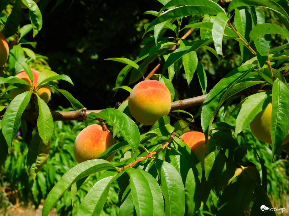 érik már következő őszi is