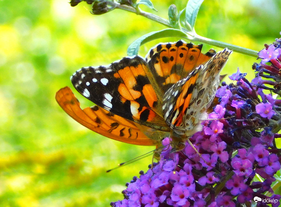 egy lepke-két lepke :)