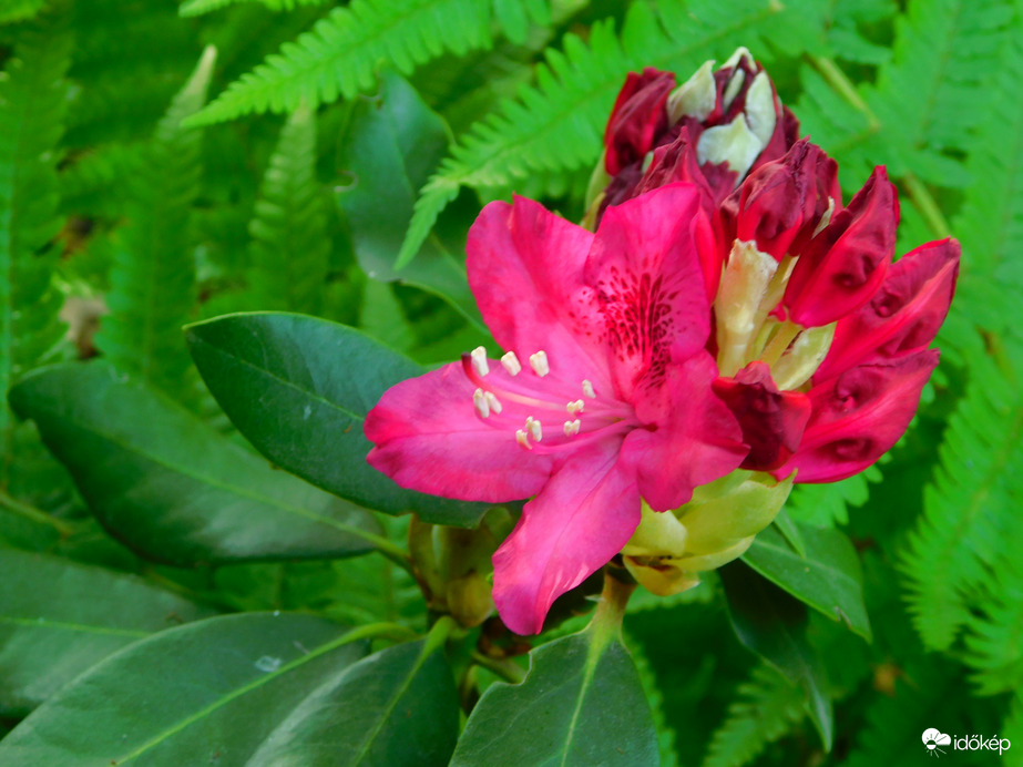 rododendron