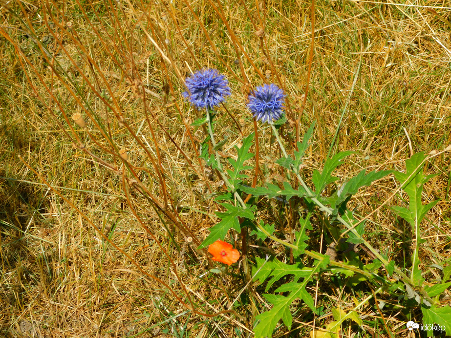 némi szín a szárazságban